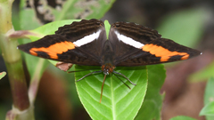 Adelpha sichaeus