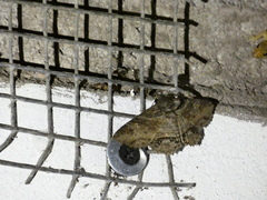 Zale fictilis
