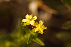 Hypericum cistifolium