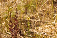 Hypericum cistifolium