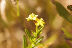 Hypericum cistifolium