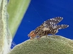 Austrotephritis fuscata