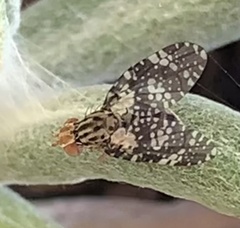 Austrotephritis fuscata