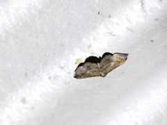 Coenobela joha