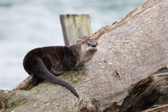 North American River Otter photo 1