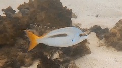 Scolopsis monogramma