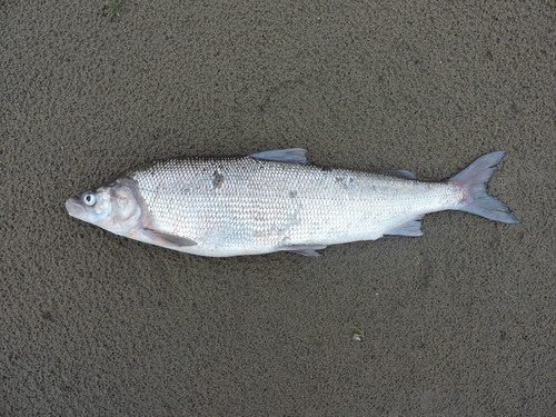 Muksun (Coregonus muksun) · iNaturalist