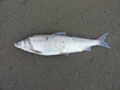 Coregonus muksun