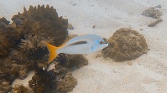 Scolopsis monogramma