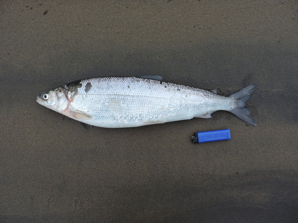 Arctic Cisco from Туруханский р-н, Красноярский край, Россия on ...