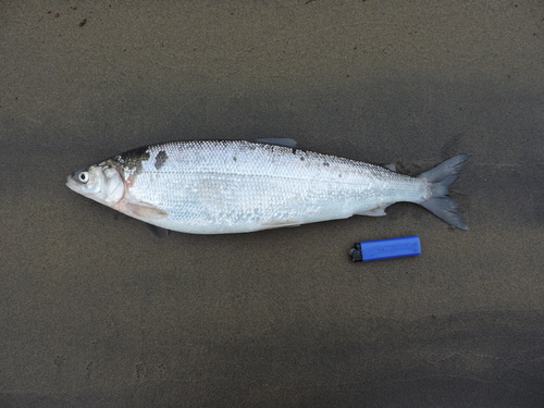 Arctic cisco (Coregonus autumnalis) — Salmonidae