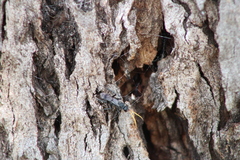 Sphictostethus geevestoni