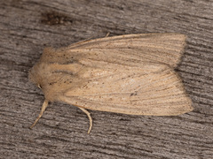 Benjaminiola colorada