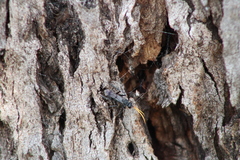 Sphictostethus geevestoni