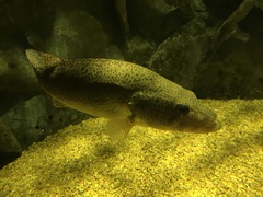 Golden Mandarin Fish photo 3