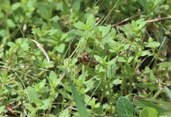 Ampittia dioscorides