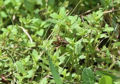 Ampittia dioscorides