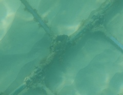 Notolabrus parilus