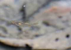 Rasbora einthovenii