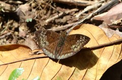 Euthalia monina monina