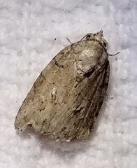 Garella