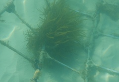 Notolabrus parilus