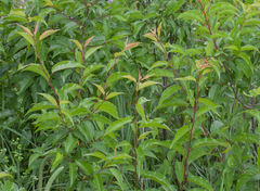 Prunus rivularis