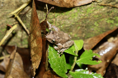 Kurixalus berylliniris