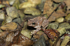 Kurixalus berylliniris