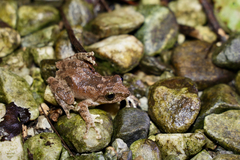 Kurixalus berylliniris