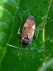 Panaorus csikii