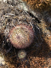 Mammillaria rhodantha fera-rubra
