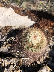 Mammillaria rhodantha fera-rubra