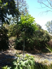 Flindersia brayleyana