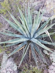 Agave chrysantha