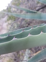 Agave chrysantha