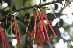 Aetanthus mutisii