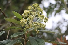 Linochilus tenuifolius