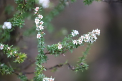 Taxandria parviceps