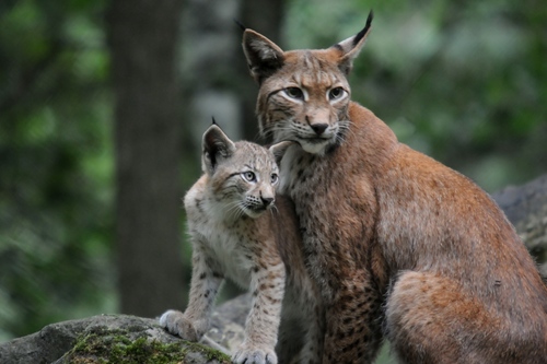 Eurasian Lynx