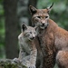 Eurasian Lynx - Photo (c) Joachim S. Müller, some rights reserved (CC BY-NC-SA)
