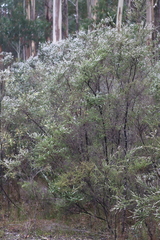 Taxandria parviceps