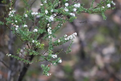 Taxandria parviceps