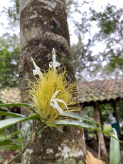 Justicia croceochlamys