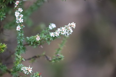 Taxandria parviceps
