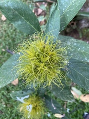 Justicia croceochlamys