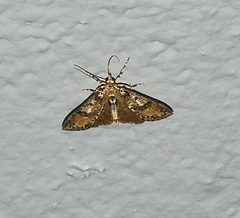 Palpita arsaltealis