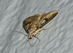 Palpita arsaltealis