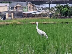 Leucogeranus leucogeranus