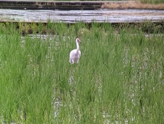 Leucogeranus leucogeranus